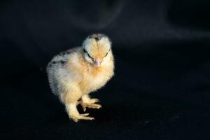 baby mini cochin kuiken op donkerblauwe doek achtergrond in studio licht. foto