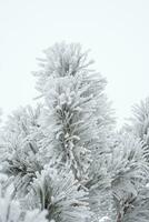 een pijnboom poot is gedekt met pluizig sneeuw in winter. foto