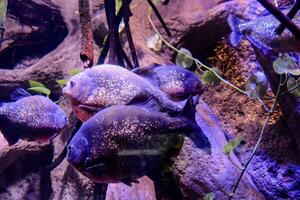 een groep van piranha's zwemmen in een aquarium foto