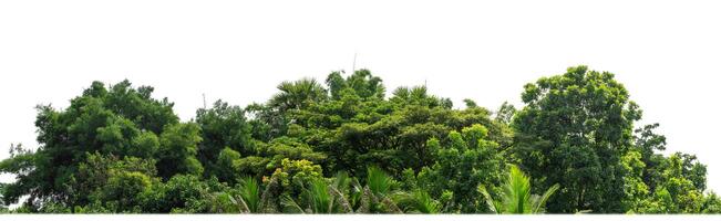 groen bomen geïsoleerd Aan wit achtergrond.zijn Woud en gebladerte in zomer voor beide het drukken en web Pagina's met besnoeiing pad en alpha kanaal. foto