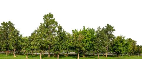 groen bomen geïsoleerd Aan wit achtergrond.zijn Woud en gebladerte in zomer voor beide het drukken en web Pagina's met besnoeiing pad en alpha kanaal. foto