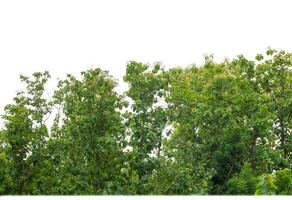 groen bomen geïsoleerd Aan wit achtergrond.zijn Woud en gebladerte in zomer voor beide het drukken en web Pagina's met besnoeiing pad en alpha kanaal. foto