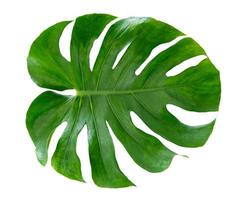 monstera blad geïsoleerd op witte achtergrond foto