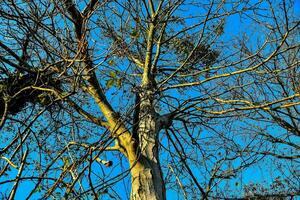 een kaal boom met Nee bladeren tegen een blauw lucht foto