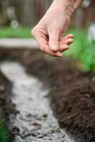 ouderen vrouw aanplant zaden in de grond in de dorp foto