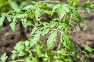 jong tomaat zaailingen toenemen in de tuin in voorjaar foto