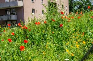 bloemen, heilige etienne, Loire, Frankrijk foto