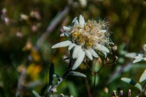 edelweiss in Zwitsers foto