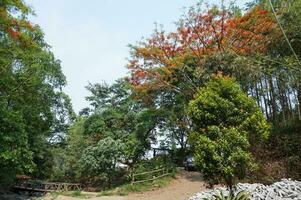 pijnboom bomen en caesalpinia bomen in bedengan, malang, Indonesië foto