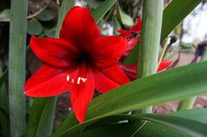 mooi achtergrond met rood amaryllis, dichtbij omhoog amaryllis belladonna foto