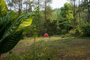 kamp plaats in de Woud, camping Bij bedengan, oosten- Java, Indonesië foto