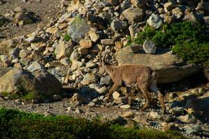 steenbok, cheserys, in Argentière, chamonix, haute Savoie, Frankrijk foto