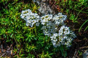 meer clausule ceillac inqeyras in hautes alpen in Frankrijk foto