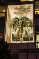 palm boom in een gebouw, Marseille in bouche du Rhône foto