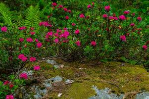 rododendron, in chamonix, hoog Savoie, Frankrijk foto