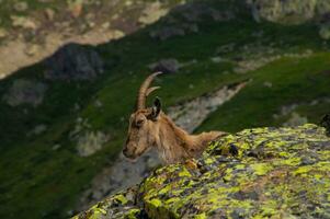 steenbok, cheserys, in Argentière, chamonix, haute Savoie, Frankrijk foto