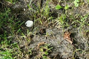 de gemeenschappelijk pad bufo bufo in de huis tuin foto