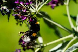 insecten Aan de vlinder struik buddleja davidii foto