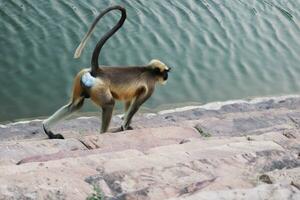 grijs langur aap foto