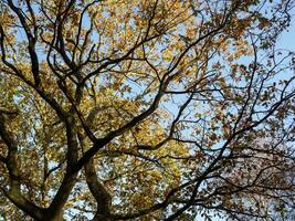 op zoek omhoog door een eik boom met herfst bladeren en een blauw lucht foto