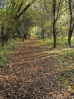 voetpad door een hout met gedaald herfst bladeren foto