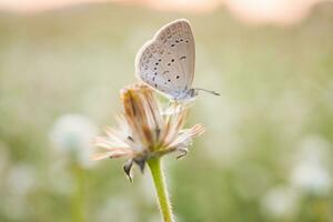 macro grijs vlinder Aan wild bloemen in de weide. foto