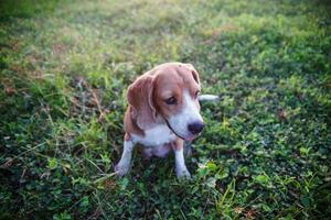 een schattig brak hond zittend Aan de wild bloem veld- uit deur in de weide. focus Aan gezicht, ondiep diepte van veld. foto