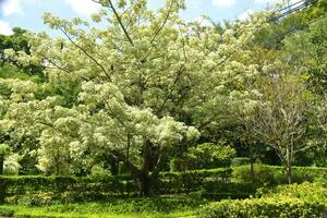 schoonheid natuur en wit bloem bloeiend in Thailand tuin foto