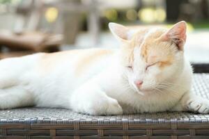 gestreept kat aan het liegen Aan de bed. detailopname visie. foto