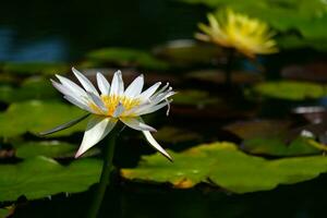 wit lotus en natuur in de moeras. foto