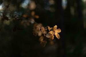 bladeren van wild Woud planten dat verandering kleur net zo een teken van binnengaan herfst. foto