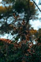 bladeren van wild Woud planten dat verandering kleur net zo een teken van binnengaan herfst. foto