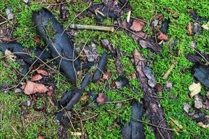 gedetailleerd dichtbij omhoog visie Aan een Woud grond structuur met mos en takken foto