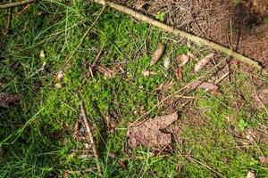 gedetailleerd dichtbij omhoog visie Aan een Woud grond structuur met mos en takken foto