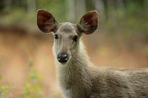 hoofdschot van sambar hert in khao yai nationaal park Thailand foto