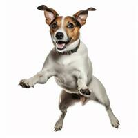 een hond jumping omhoog in de lucht Aan een wit achtergrond, ai gegenereerd foto