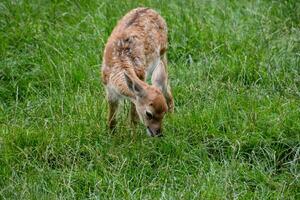 een jong hert aan het eten gras in de gras foto