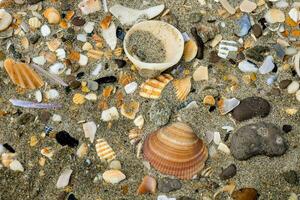 een verscheidenheid van schelpen en andere zee schepsels Aan de zand foto