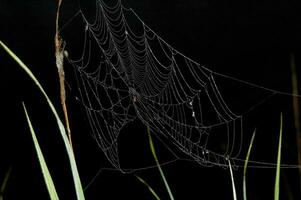 spinneweb Aan zwart achtergrond foto