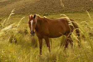 volledig schot van mooi bruin paard in groene vallei foto