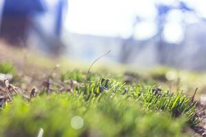 reflecties van licht Aan de dauw. klein gras messen in vroeg lente, gedekt met druppels van dauw. achtergrond van bokeh. geselecteerd focus. zacht focus. foto
