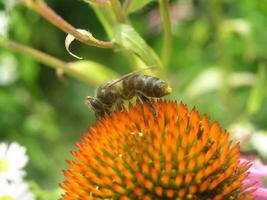 bij Aan een bloem echinacea. honing planten Oekraïne. verzamelen stuifmeel van bloemen en bloemknoppen foto