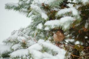 weinig vogel schuilplaats in de takken met sneeuw bedekt Kerstmis boom in stad. foto