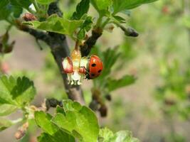 lieveheersbeestje kruipen Aan de stengel van kruisbes met jong bladeren in vroeg de lente. honing planten Oekraïne. verzamelen stuifmeel van bloemen en knop. foto