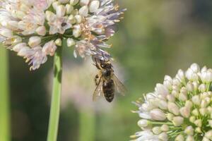 de honing bij verzamelt stuifmeel en nectar van een wit bloem van een decoratief allium. foto