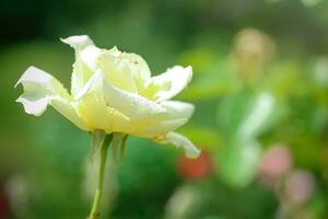 ten volle Open wit roos met groen bloemblaadjes in tuin Aan bloem bed. bloeiend mooi roos Aan achtergrond van groen bladeren van tuin foto