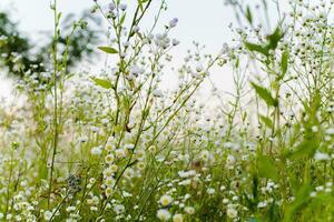 veld- met wit bloemen en bergen Aan de horizon. de instelling zon foto