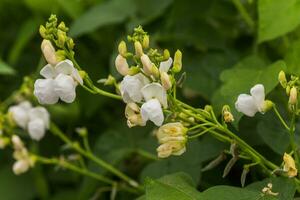 wit bloemen van groen Boon Aan een struik. Frans bonen groeit Aan de veld. planten van bloeiend draad bonen. snap bonen plakjes. haricots Groen dichtbij omhoog. foto