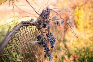 ijs wijn. ijswijn, eiswein, bevroren wijn, liefste wijn is van druiven versnipperd wijnstok na eerste vorst. verdord geel bladeren van druiven in herfst na de eerste verkoudheid het weer. geoogst concept foto
