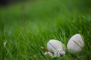 twee wit Pasen eieren met een Afdeling van abrikoos in groen gras. Pasen achtergrond. zoeken voor eieren Bij Pasen. foto